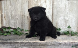 categoriesInfo:categoryAttributeOptions.pets.dogs.breed.belgianGroenendael dogs for sale: Jasper - Image 3