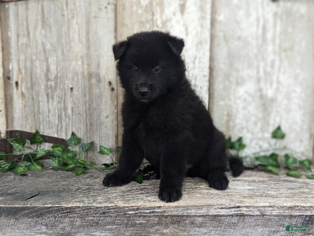 categoriesInfo:categoryAttributeOptions.pets.dogs.breed.belgianGroenendael dogs for sale: Jasper - Image 3