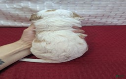 Cavapoo dogs for sale: Buzz - Image 20