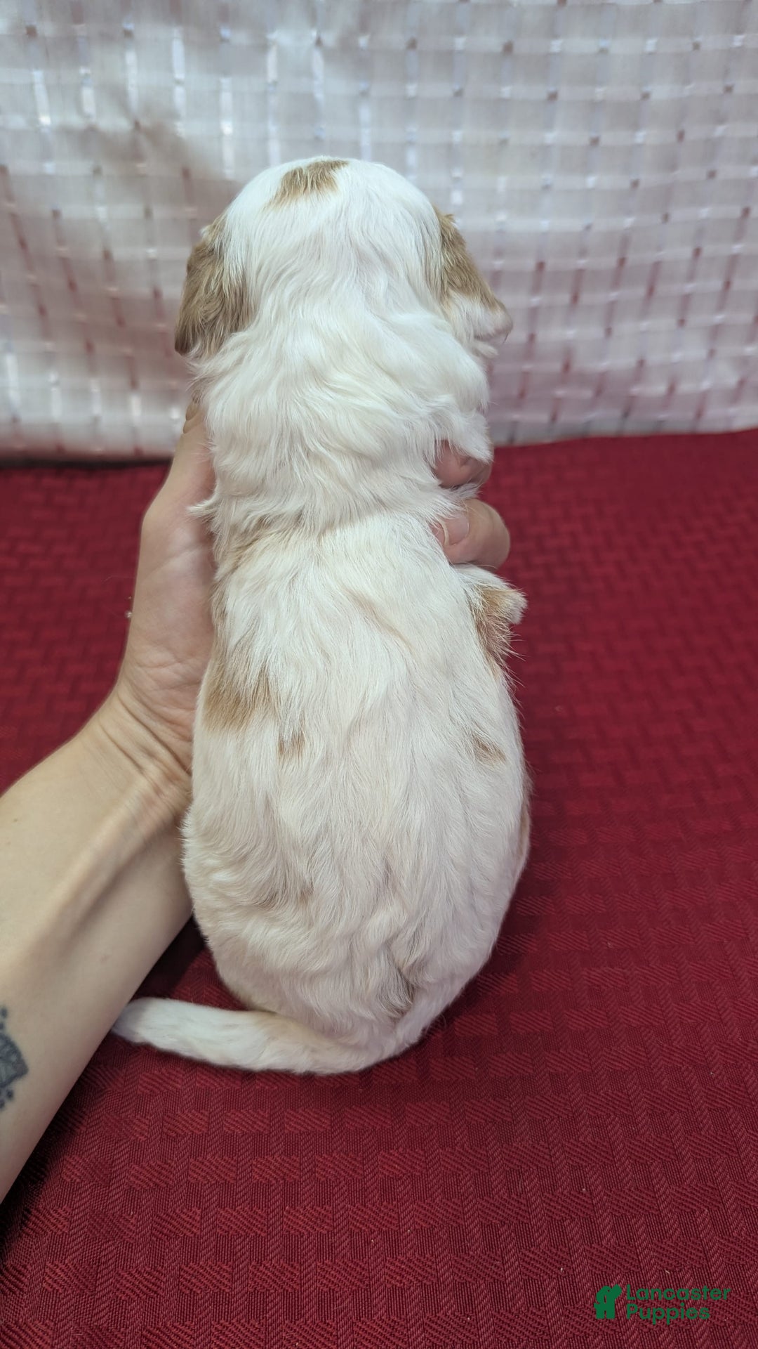 Cavapoo dogs for sale: Buzz - Image 20