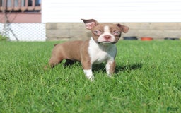 Boston Terrier dogs for sale: Sugar - Image 12