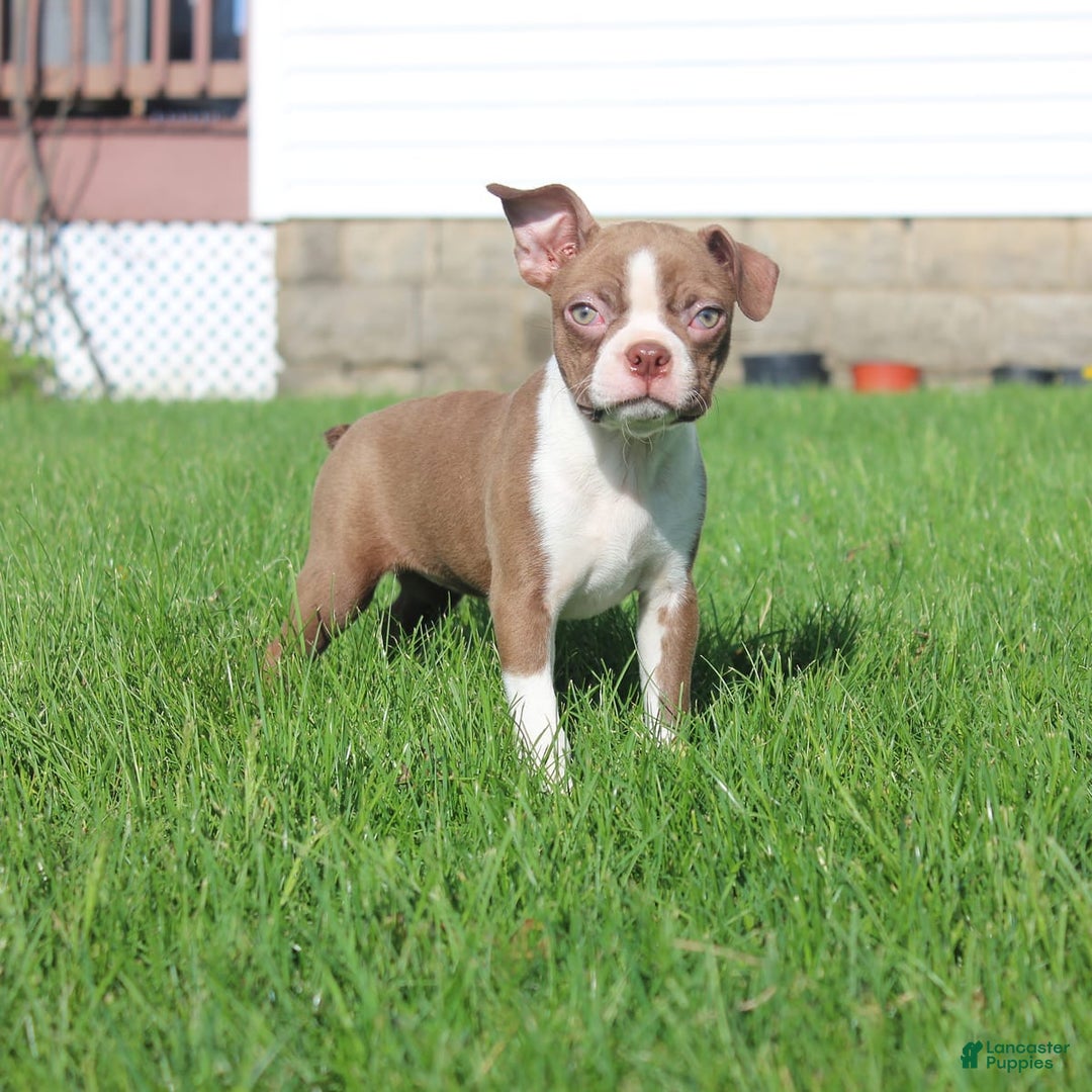 Boston Terrier dogs for sale: Sugar - Image 12