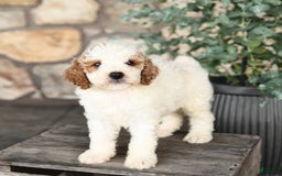 Mini Goldendoodle dogs for sale: Cupcake - Image 2