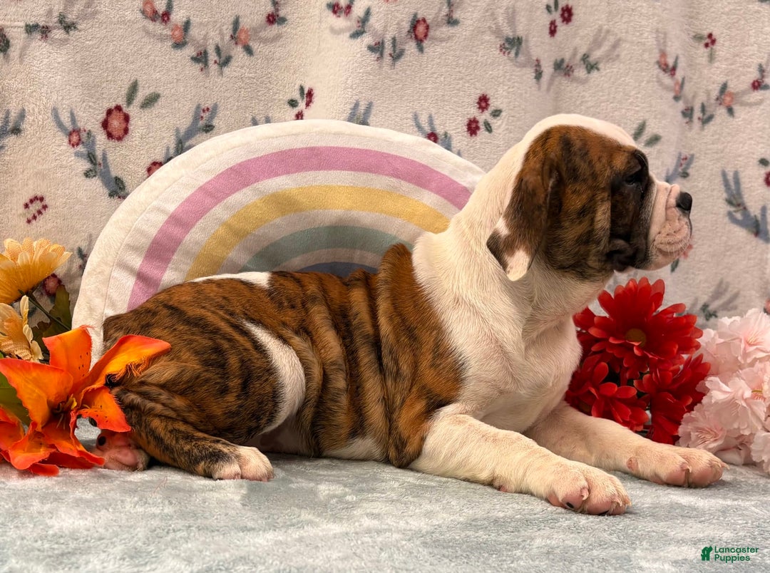 English Bulldog dogs for sale: Damarias 30428 - Image 3