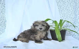 Mini Goldendoodle dogs for sale: Kai - Image 12