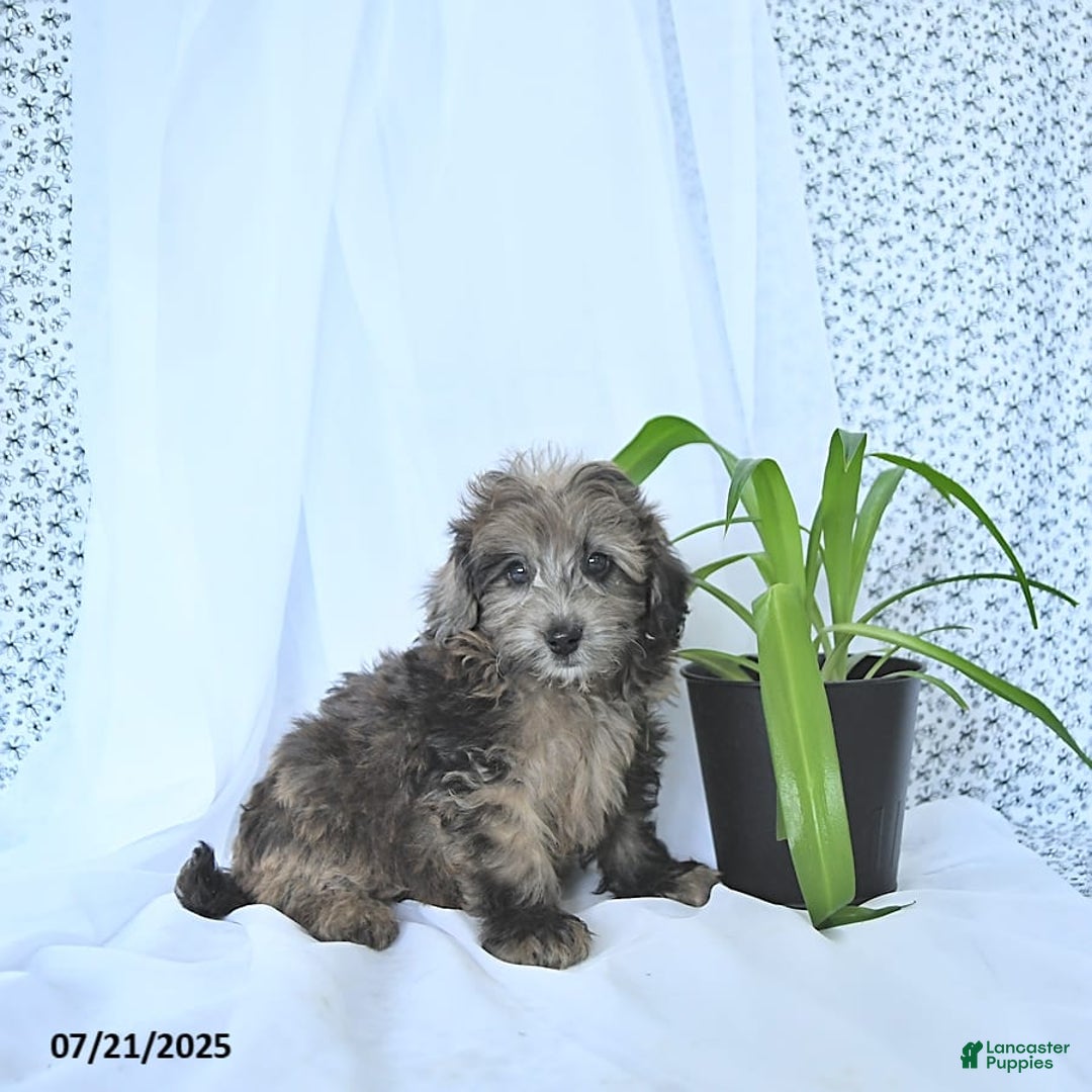 Mini Goldendoodle dogs for sale: Kai - Image 12