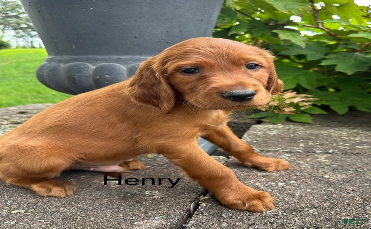 Irish Setter dogs for sale - Ad 1