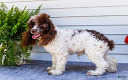 Cocker Spaniel dogs for sale: Charles - Image 5