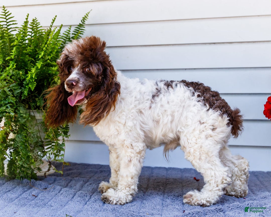 Cocker Spaniel dogs for sale: Charles - Image 5