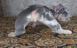 French Bulldog dogs for sale: Tae - Image 9