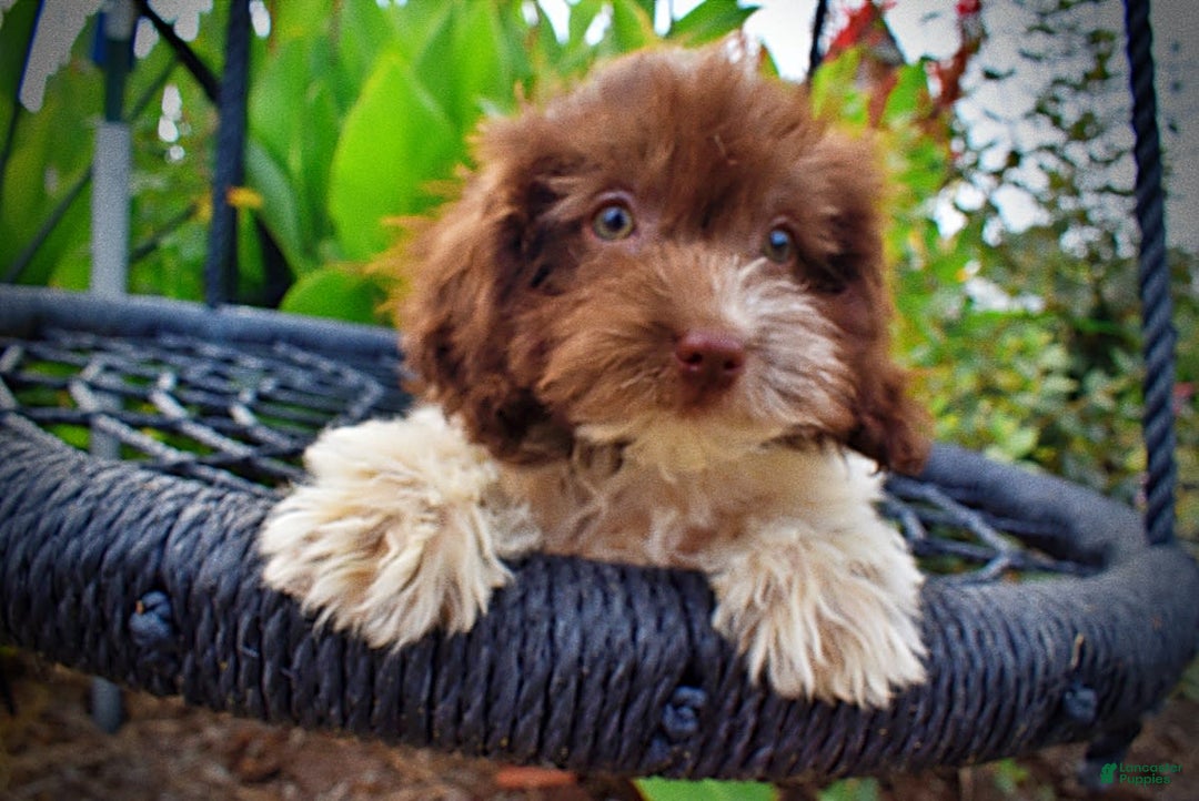 Havapoo dogs for sale: Hero - Image 8