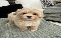 Maltipoo dogs for sale: Freeman - Image 7