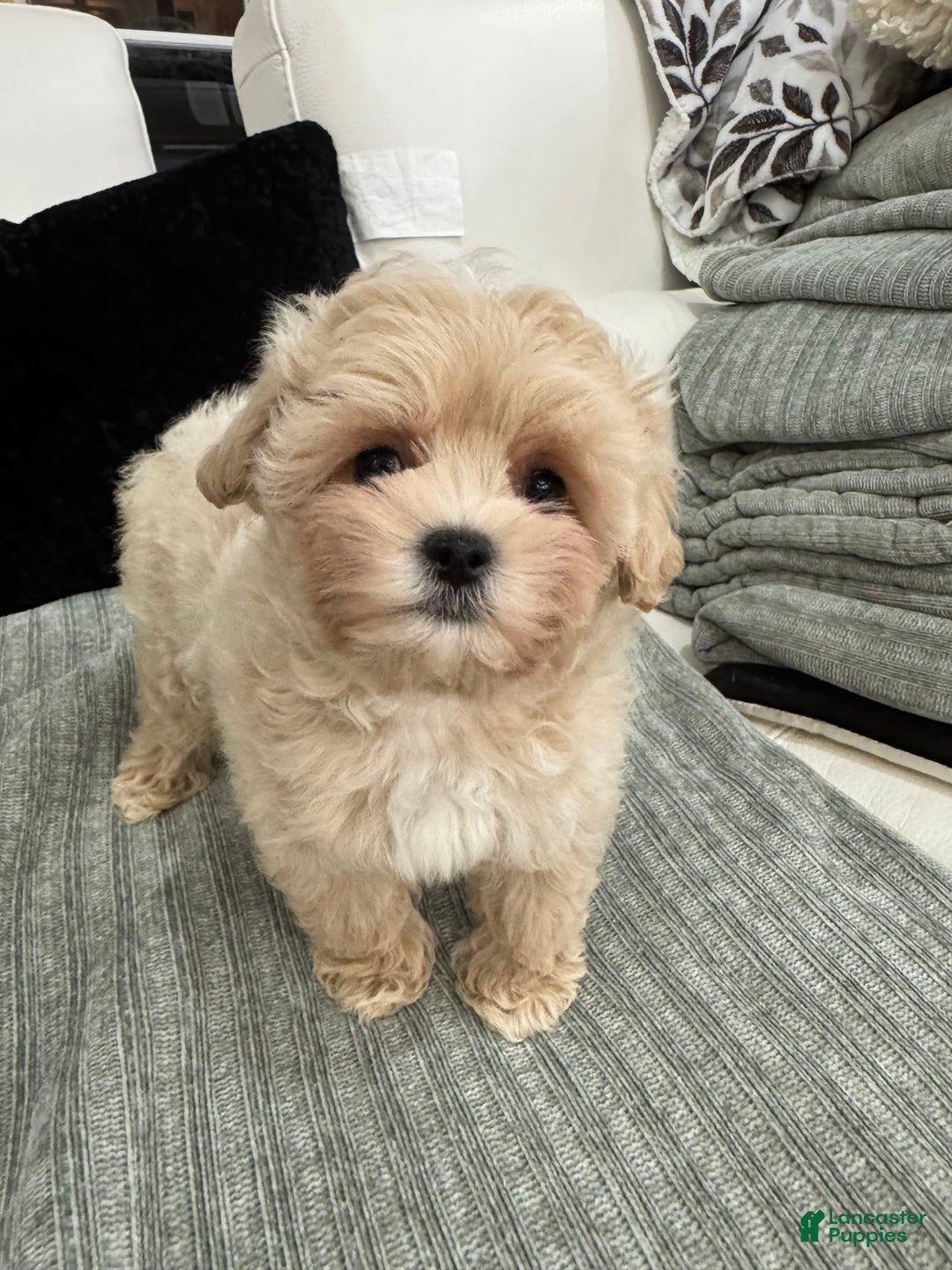 Maltipoo dogs for sale: Freeman - Image 7
