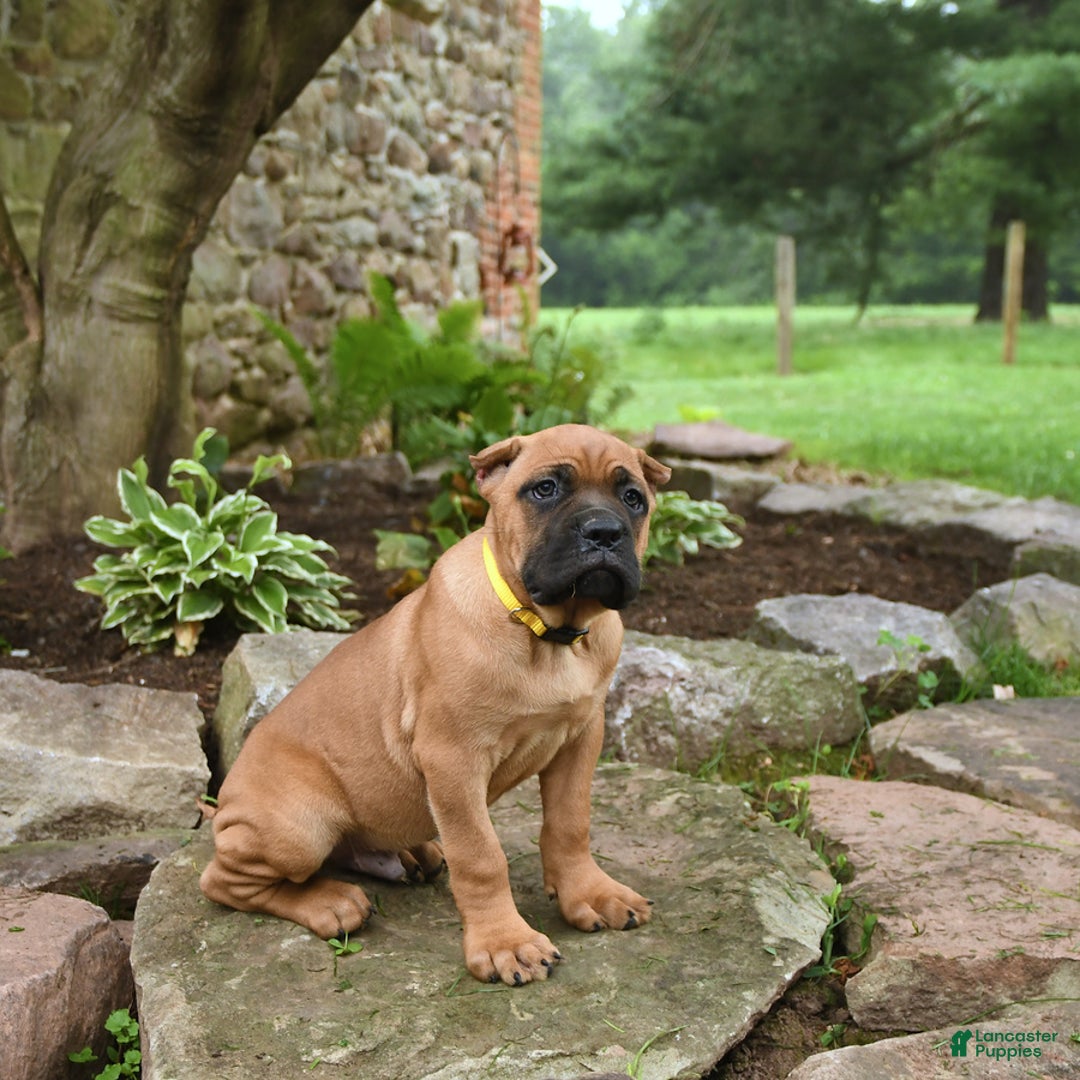 Cane Corso dogs for sale: Toby - Image 8