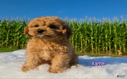 Cavapoo dogs for sale: Lyra - Image 2