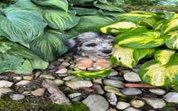 Mini Aussiedoodle dogs for sale: Tulip - Image 16