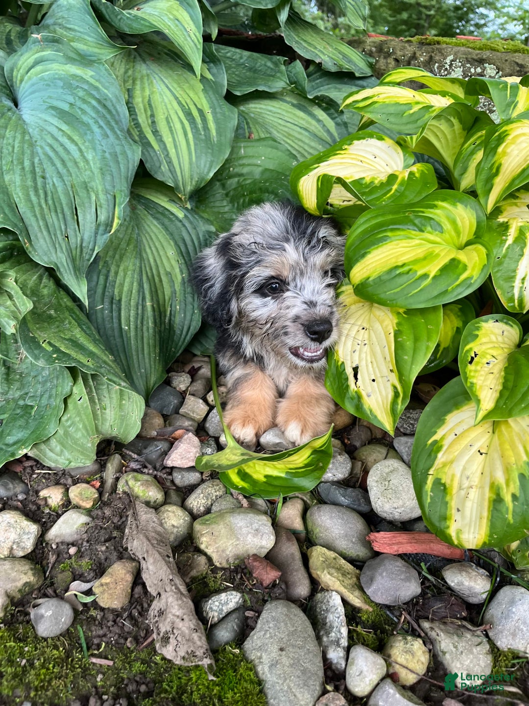 Mini Aussiedoodle dogs for sale: Tulip - Image 16