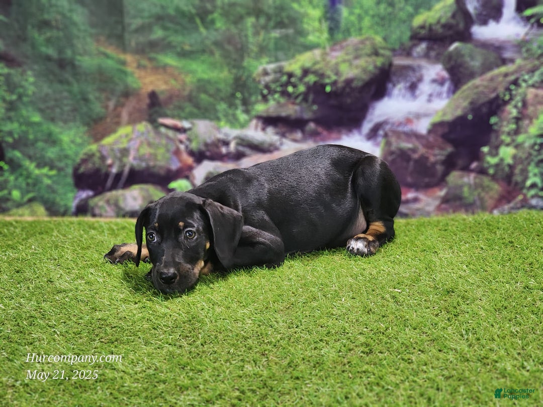 Catahoula Leopard Dog dogs for sale: Jesse 2025 Female 1 - Image 1