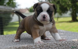 French Bulldog dogs for sale: Bentley mini bulldogge - Image 16