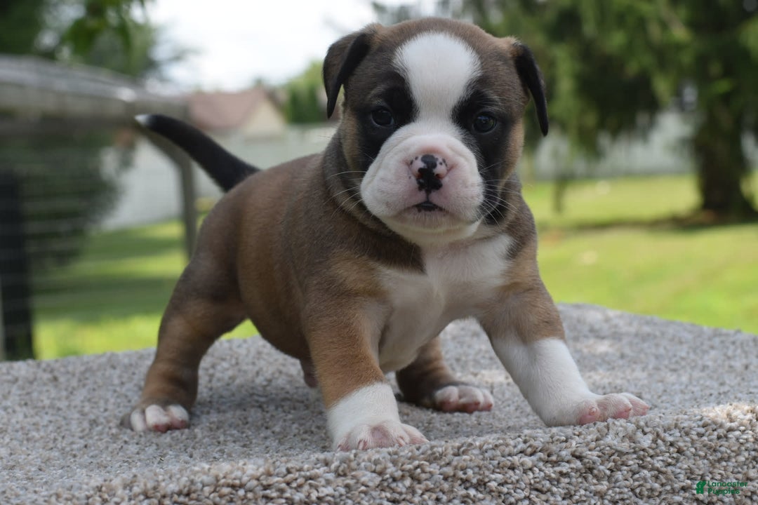 French Bulldog dogs for sale: Bentley mini bulldogge - Image 16