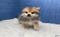 Pomeranian dogs for sale: Ricky - Image 3