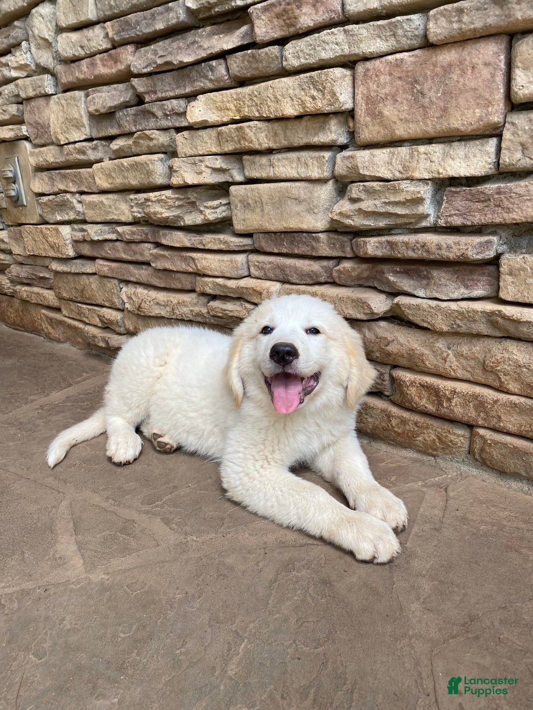 Great Pyrenees dogs for sale: Charlotte - Image 1