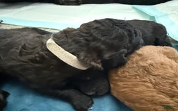 Bernedoodle dogs for sale: White Collar Boy - Image 6