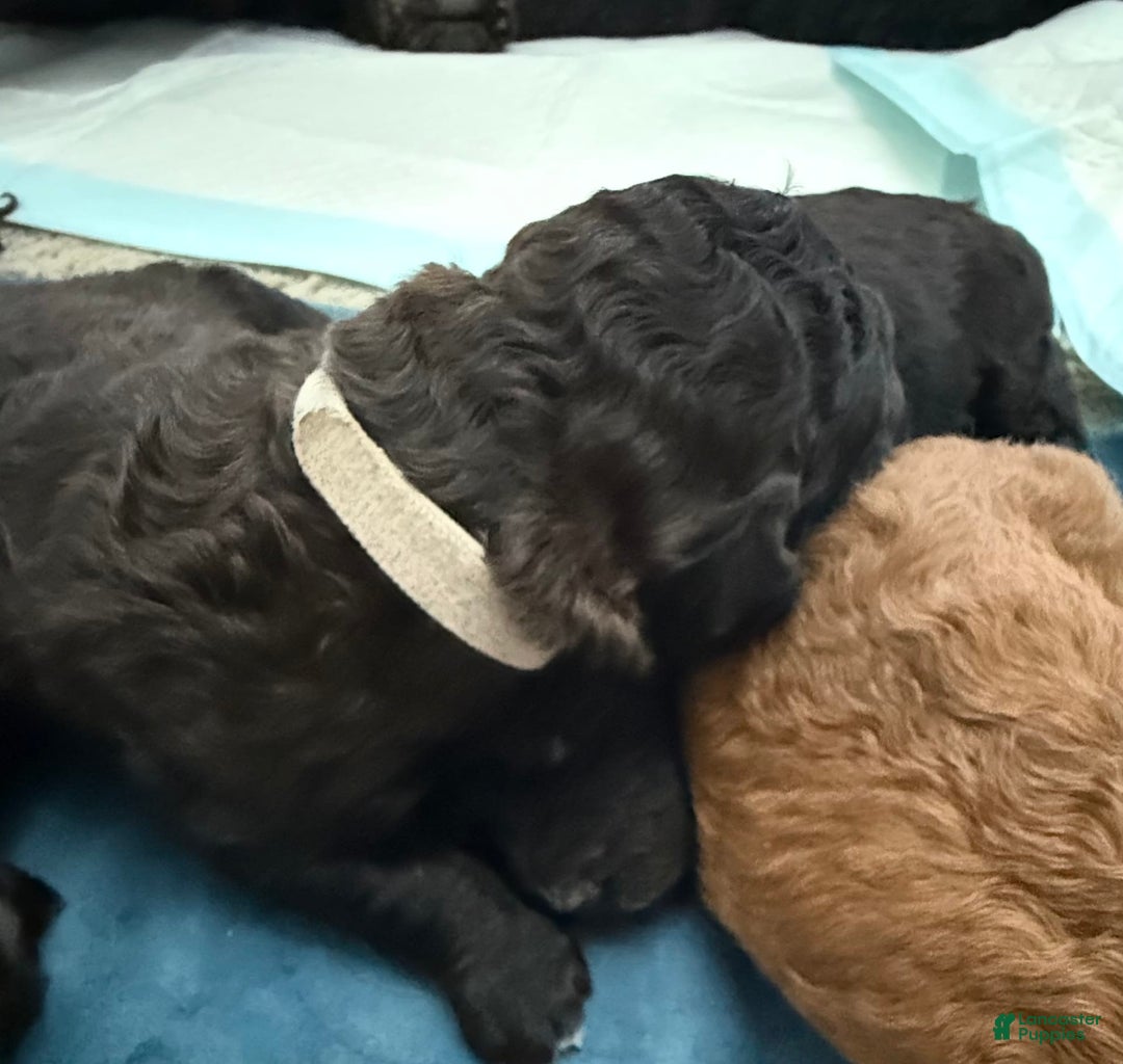 Bernedoodle dogs for sale: White Collar Boy - Image 6