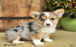 Welsh Corgi Pembroke dogs for sale: Sage - Image 4