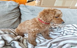 Miniature Poodle dogs for sale: Red - Image 3