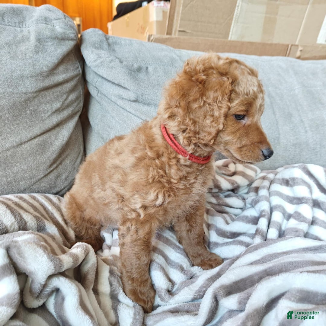 Miniature Poodle dogs for sale: Red - Image 3