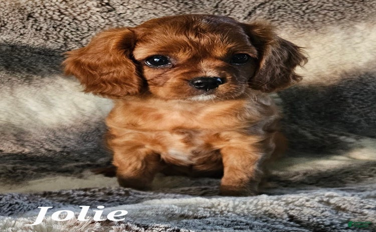 Cavalier King Charles Spaniel dogs for sale - Ad 3