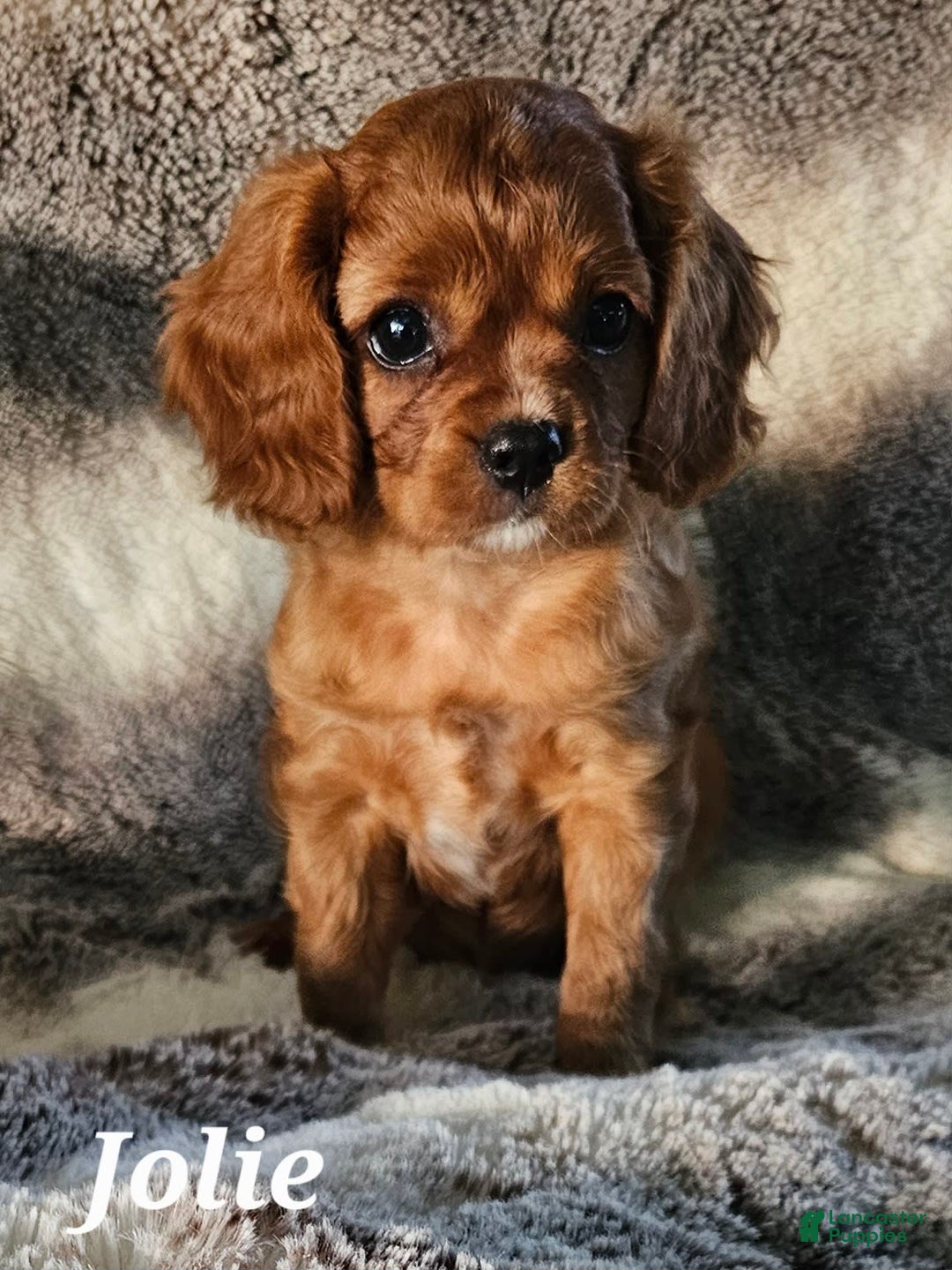 Cavalier King Charles Spaniel dogs for sale: Jolie - Image 1