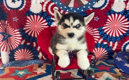Siberian Husky dogs for sale: Rocky - Image 1