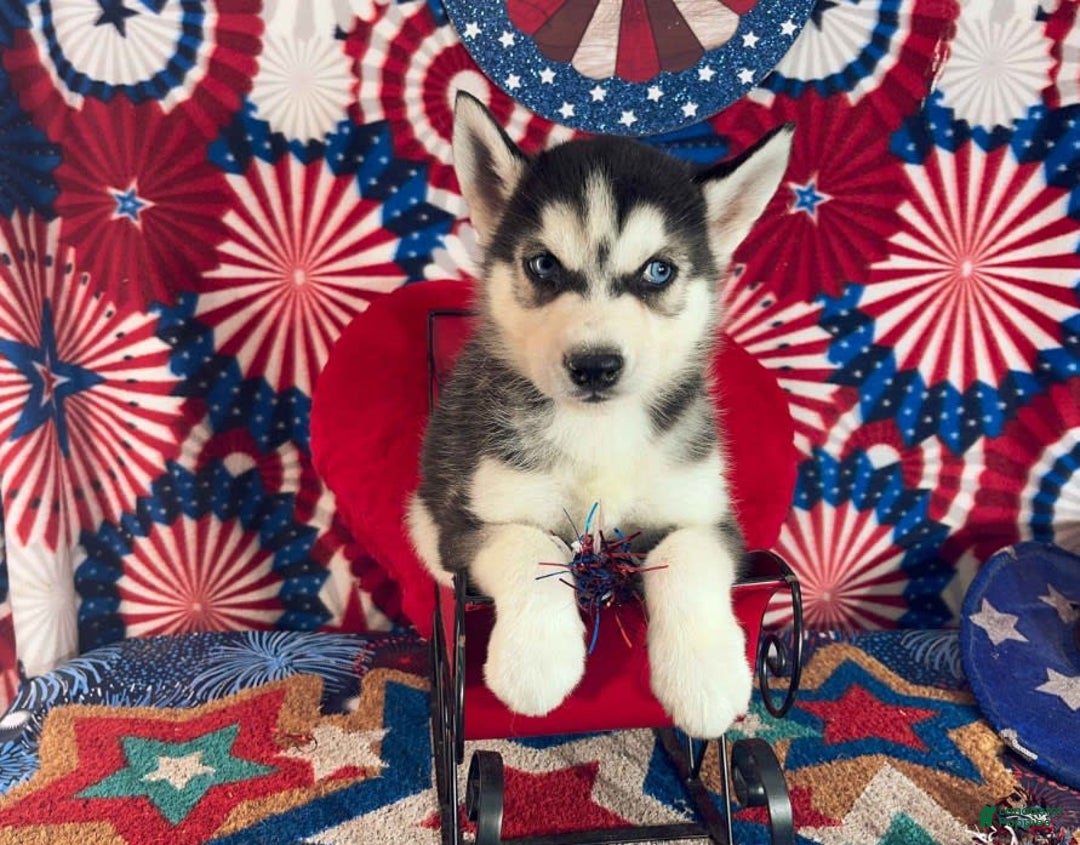 Siberian Husky dogs for sale: Rocky - Image 1