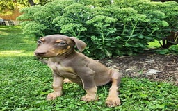 Doberman Pinscher dogs for sale: Dozer - Image 2