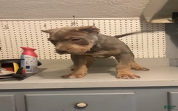 American Bully dogs for sale: Red - Image 1