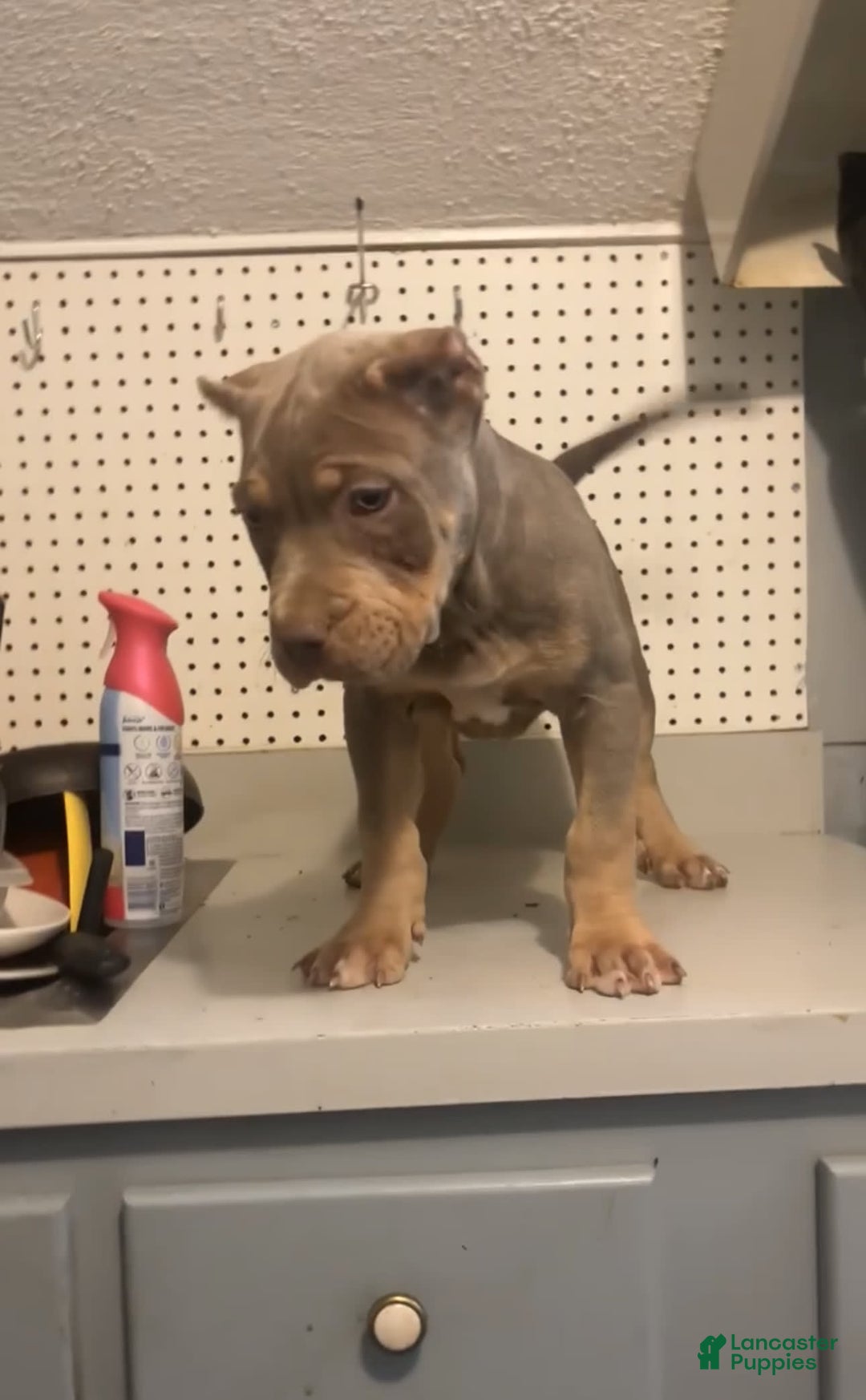 American Bully dogs for sale: Red - Image 1