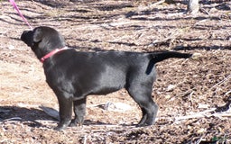 Labrador Retriever dogs for sale: Melody - Image 5