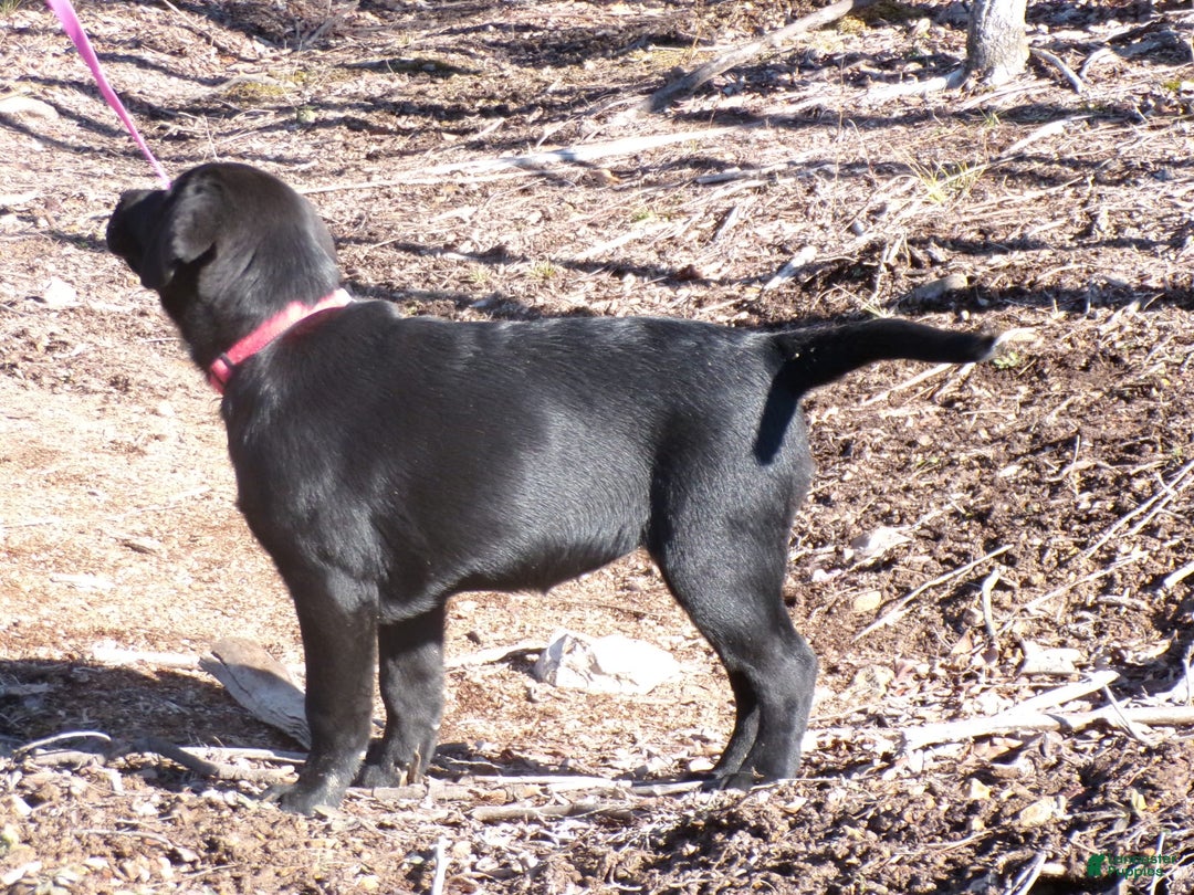 Labrador Retriever dogs for sale: Melody - Image 5