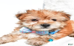 Morkie dogs for sale: Rizzo Teacup - Image 2