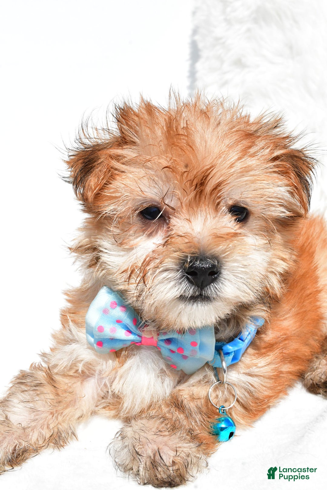 Morkie dogs for sale: Rizzo Teacup - Image 2