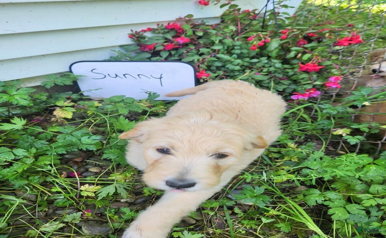 Goldendoodle dogs for sale - Ad 5