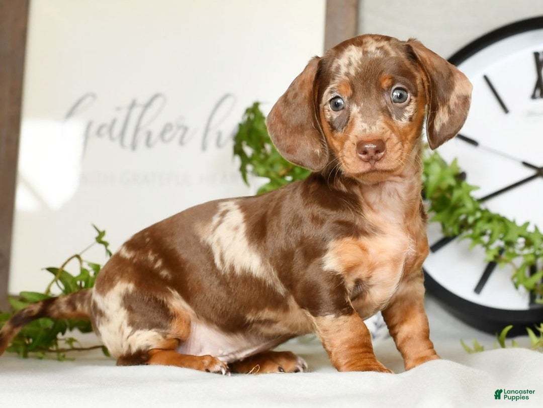 Miniature Dachshund dogs for sale: Gunner - Image 9