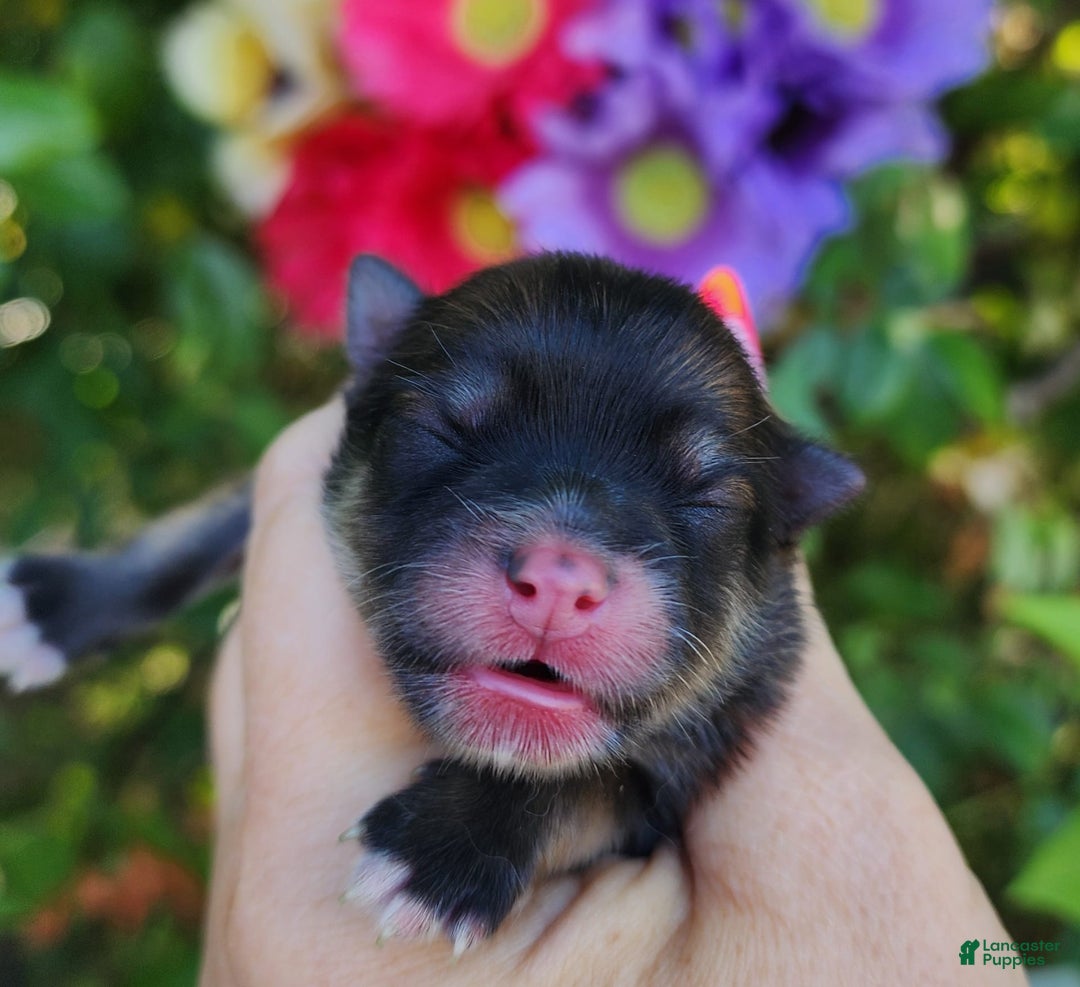 Pomeranian dogs for sale: Elysium - Listing for pets: Nirvana, Valhalla, Elysium - Image 3