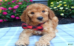 Standard Poodle dogs for sale: Diesel - Image 8