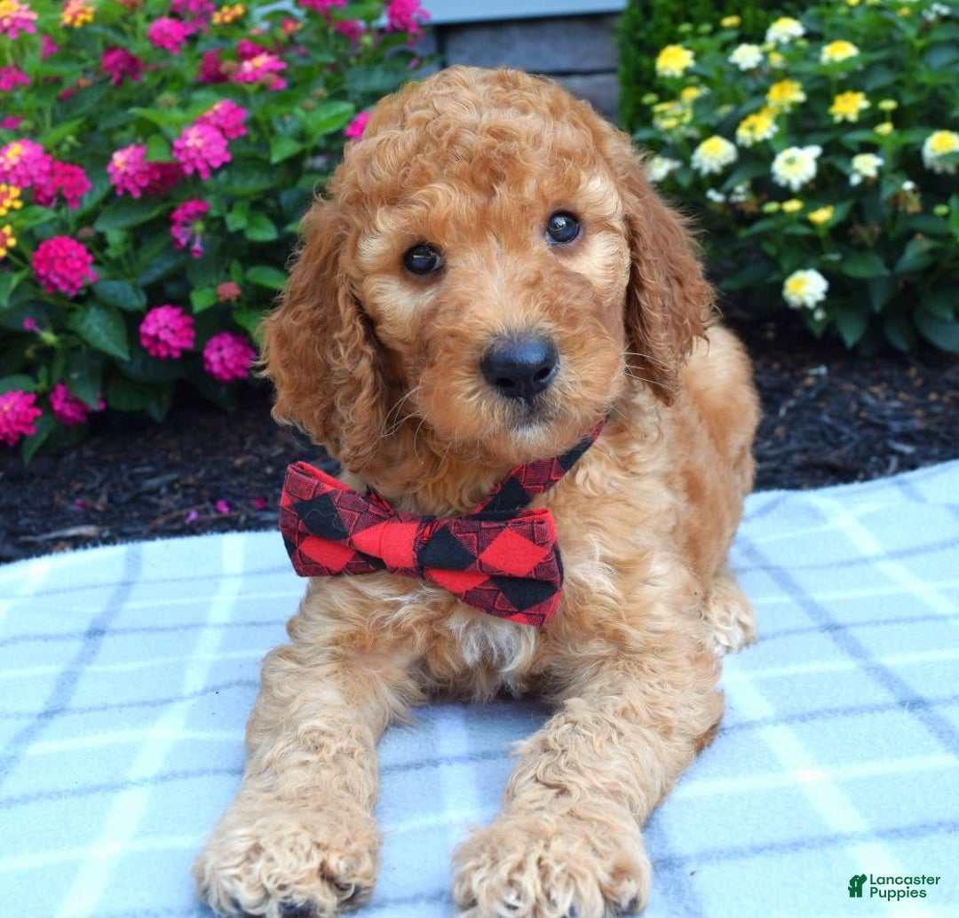 Standard Poodle dogs for sale: Diesel - Image 8