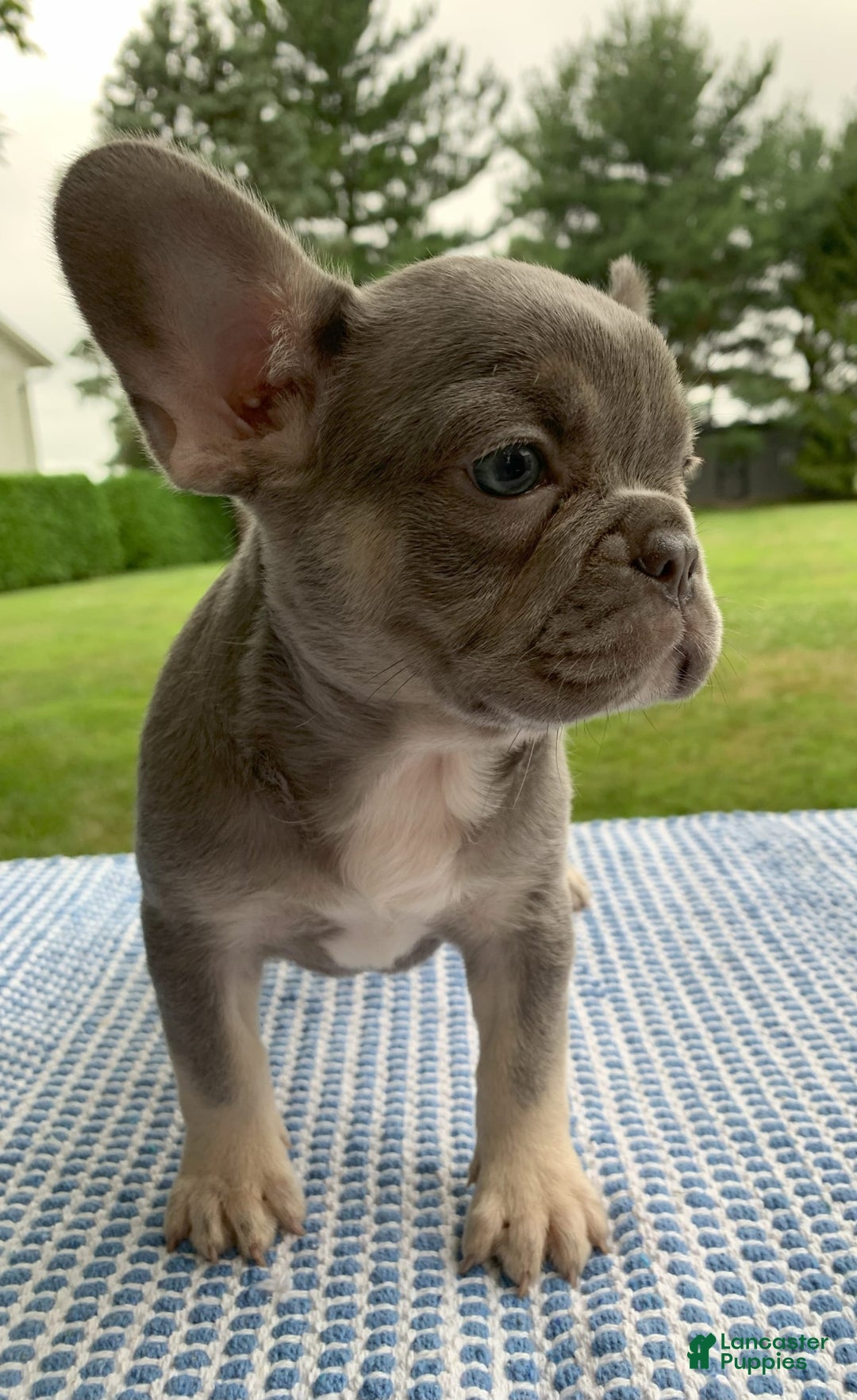 French Bulldog dogs for sale: Adele - Image 3