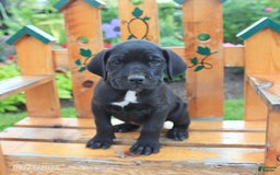 Cane Corso dogs for sale: Koda - Image 2