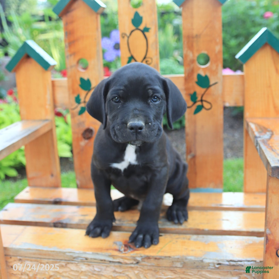 Cane Corso dogs for sale: Koda - Image 2